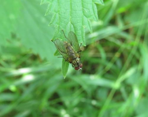 Réf. 263 236 : Hylemya sp.